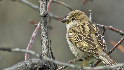 House Sparrow