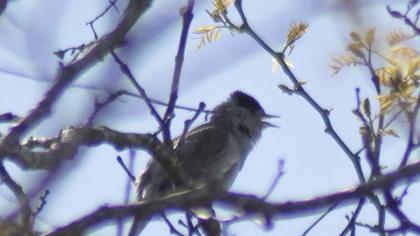 Eurasian Blackcap