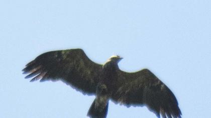 Lesser Spotted Eagle