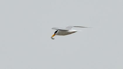 Little Tern