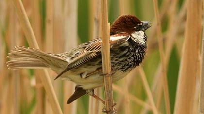 Spanish Sparrow