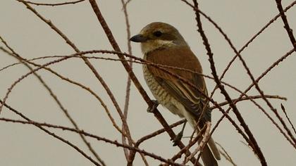 Red-backed Shrike
