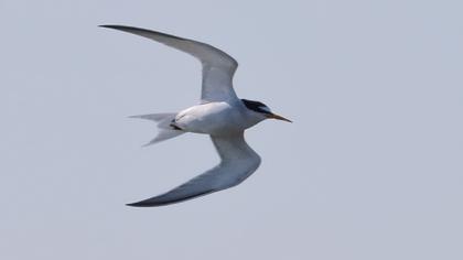 Little Tern