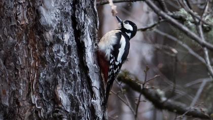 Great Spotted Woodpecker