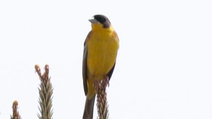 Black-headed Bunting