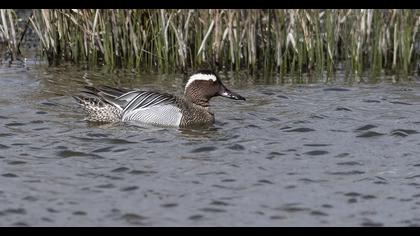 Garganey
