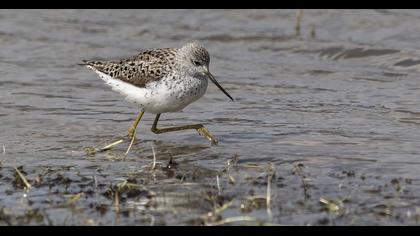 Marsh Sandpiper