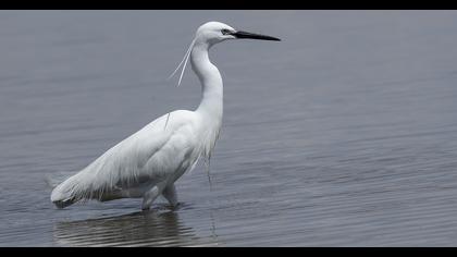 Küçük ak balıkçıl