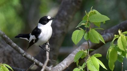Collared Flycatcher