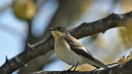European Pied Flycatcher
