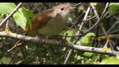Common Nightingale