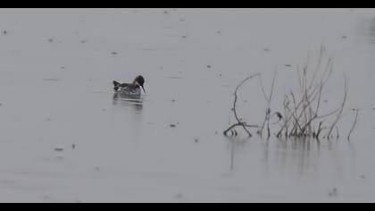 Red-necked Phalarope