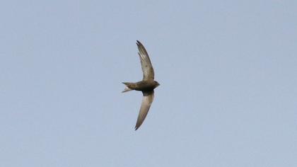 Common Swift