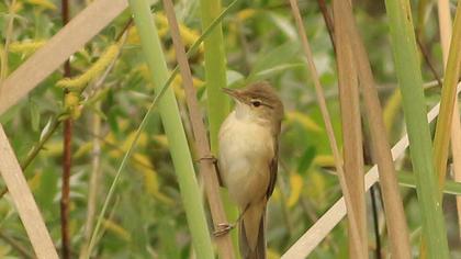 Eurasian Reed Warbler