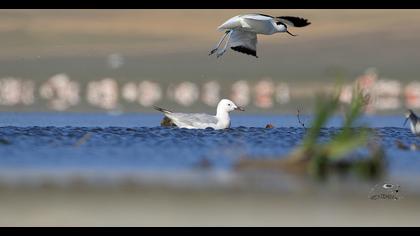 Pied Avocet