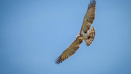 Short-toed Snake Eagle