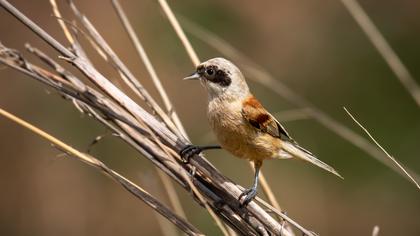 Eurasian Penduline Tit