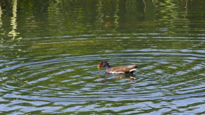 Common Moorhen