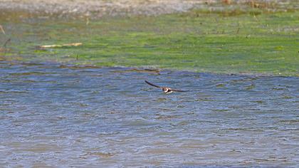 Sand Martin