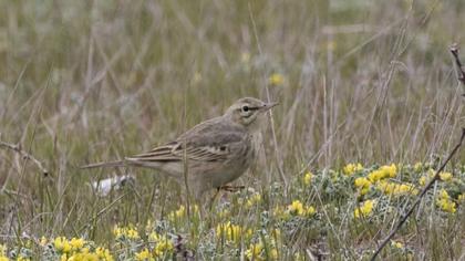 Tawny Pipit