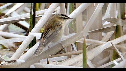 Sedge Warbler