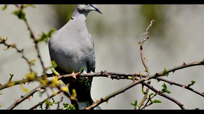 Eurasian Collared Dove