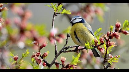 Eurasian Blue Tit