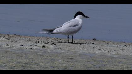 Gull-billed Tern