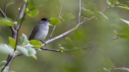 Eurasian Blackcap