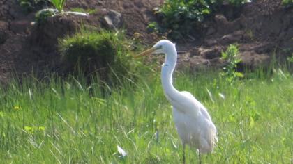 Great Egret