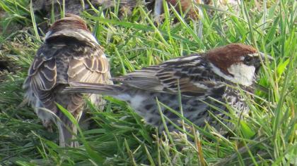 Spanish Sparrow