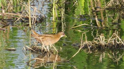 Little Crake
