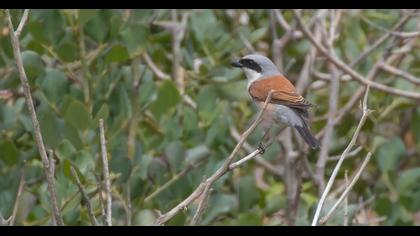 Red-backed Shrike