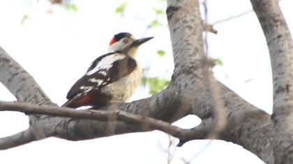 Syrian Woodpecker