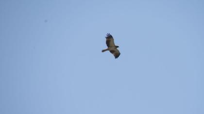 Booted Eagle