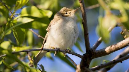 Eastern Olivaceous Warbler
