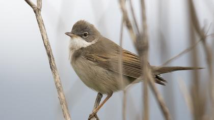 Common Whitethroat