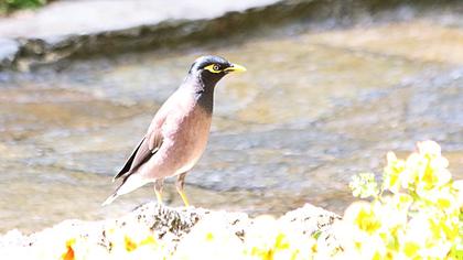 Common Myna