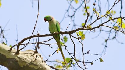 Alexandrine Parakeet