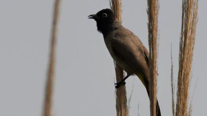 White-spectacled Bulbul