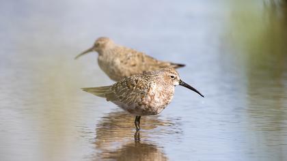 Curlew Sandpiper