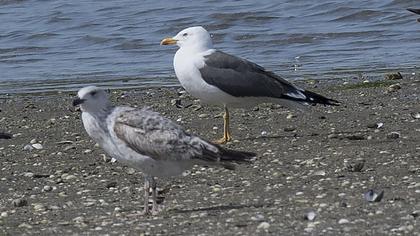 Lesser Black-backed Gull