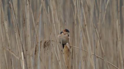 Red-rumped Swallow