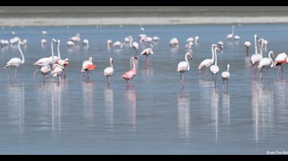 Küçük flamingo