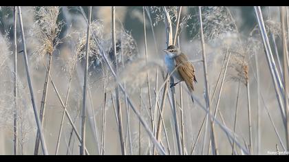 Great Reed Warbler