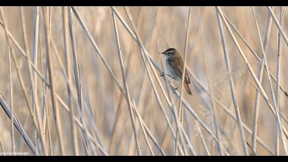 Sedge Warbler