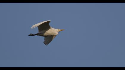 Western Cattle Egret