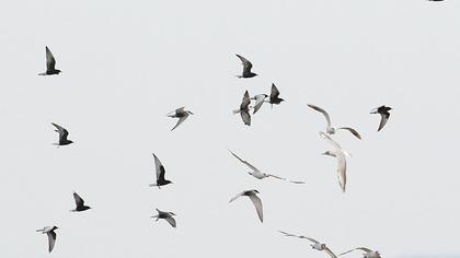 White-winged Tern