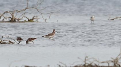 Curlew Sandpiper