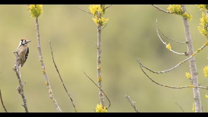 Lesser Spotted Woodpecker